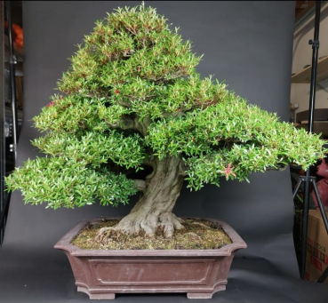 Bonsai - Jap. Satsuki Azalee, Kinsai
